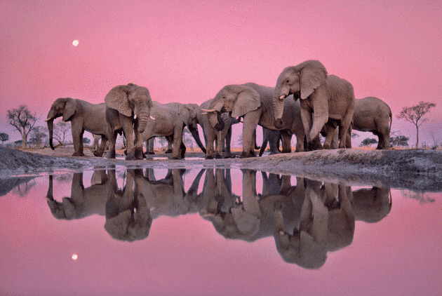 Elephants in Pink Sunset