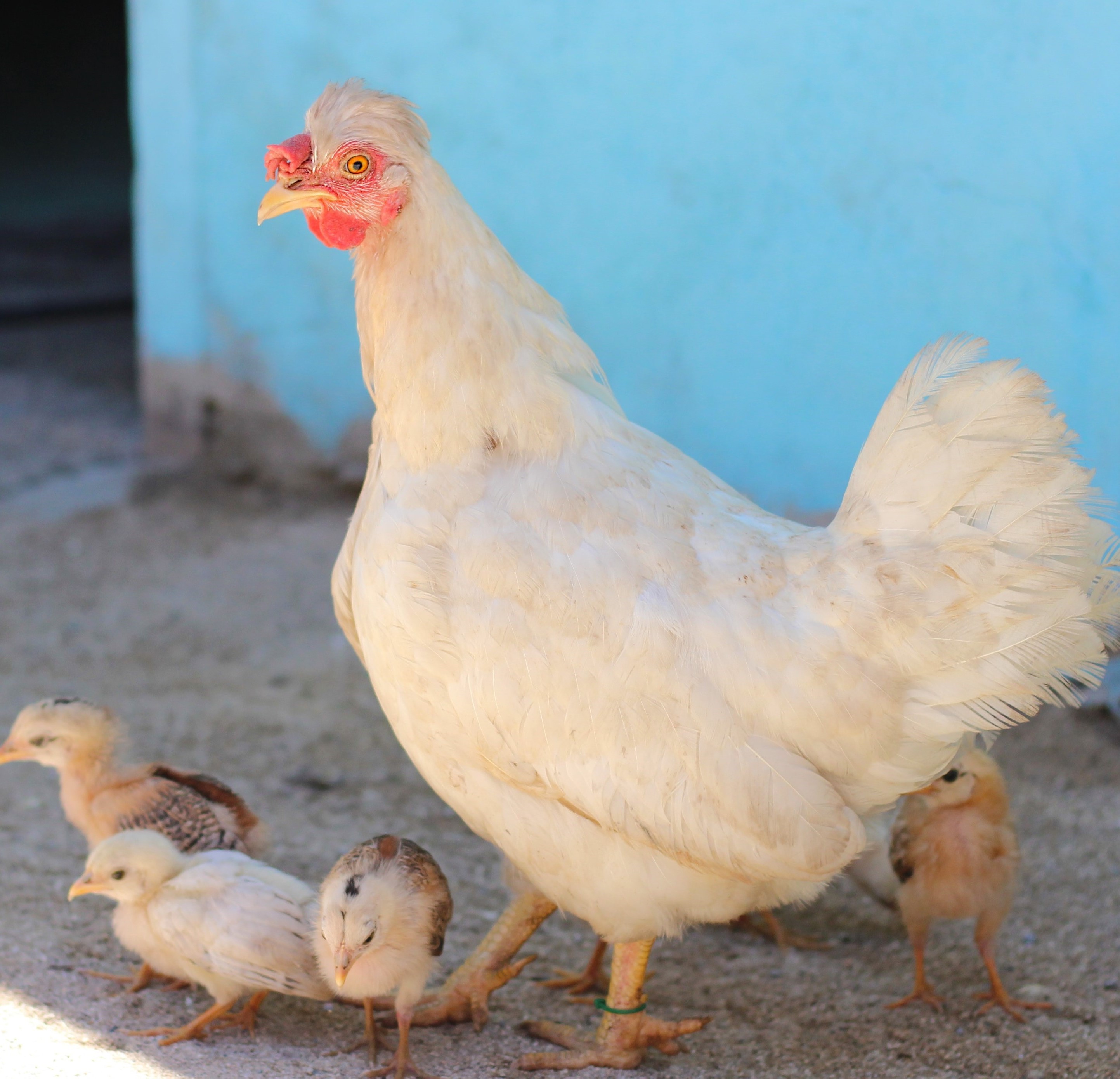 A hen and her chickens