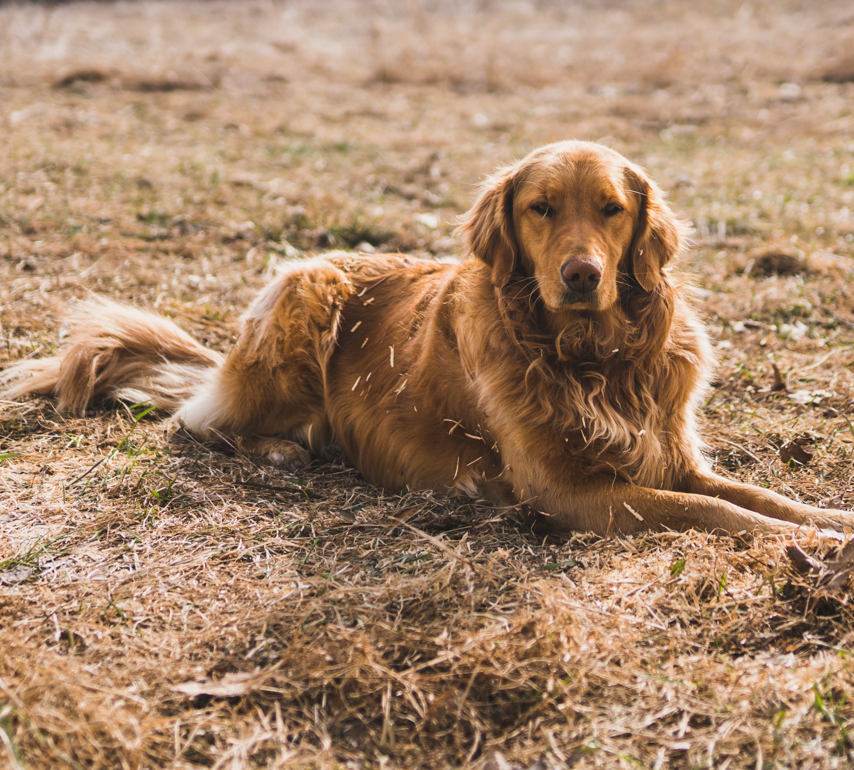 Picture of a dog