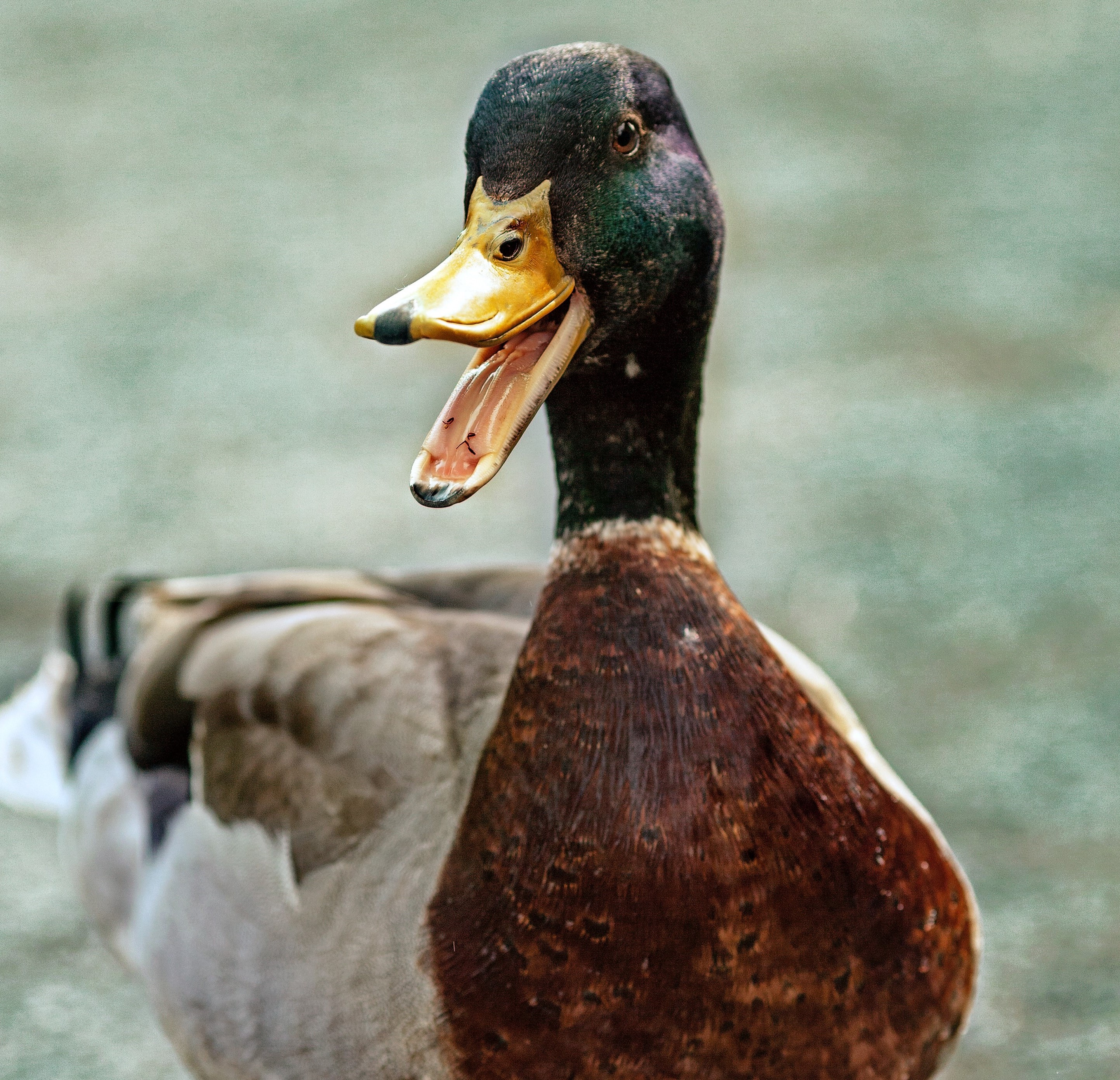 Picture of a duck