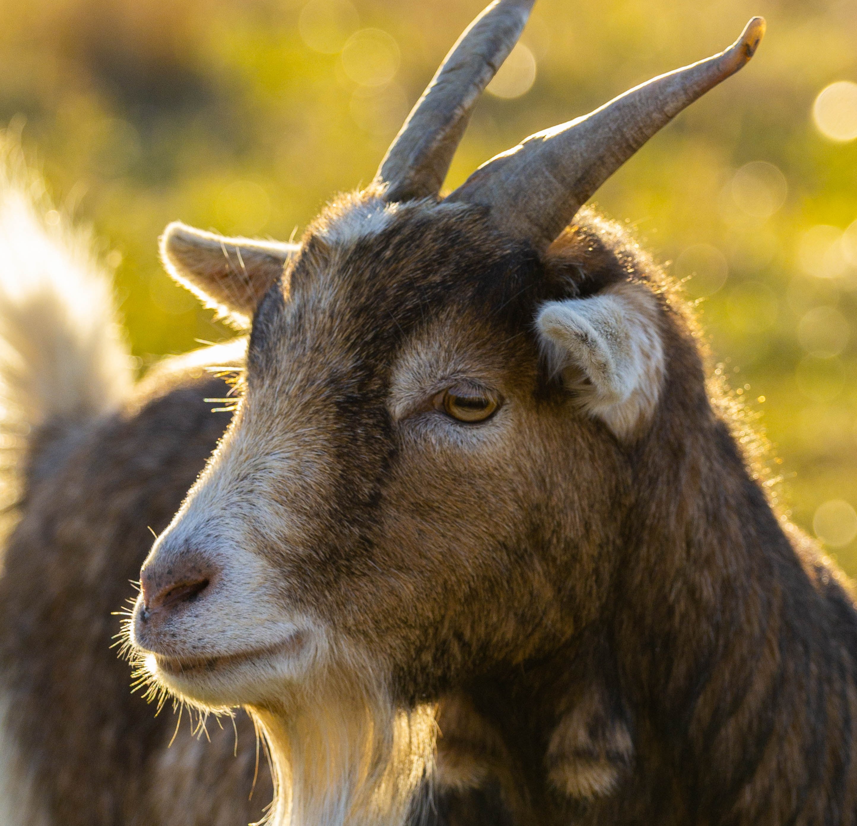 Picture of a Goat