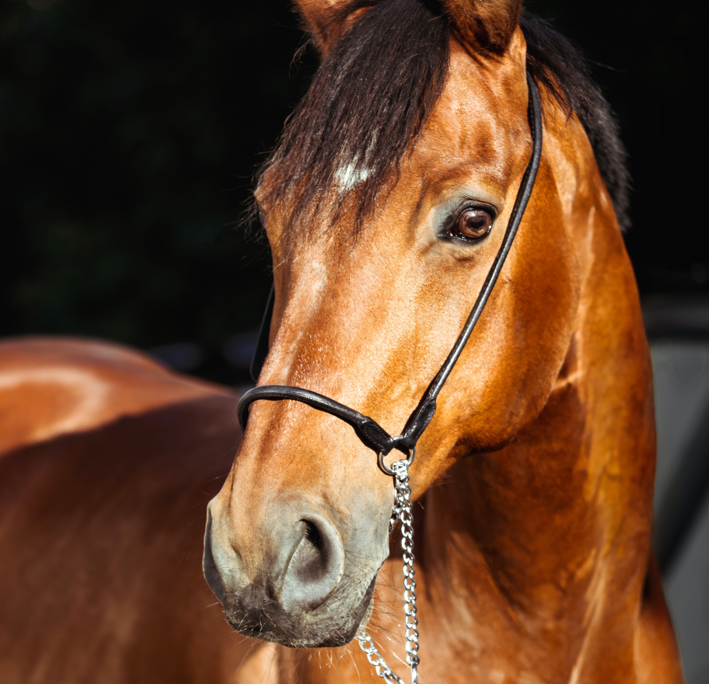 Picture of a horse