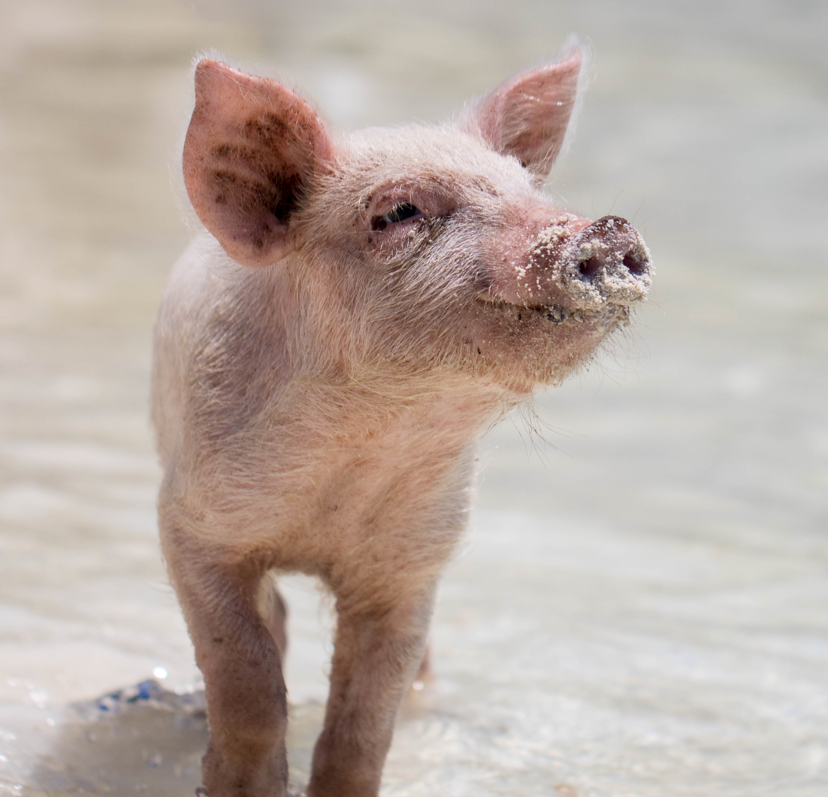 Picture of a pig