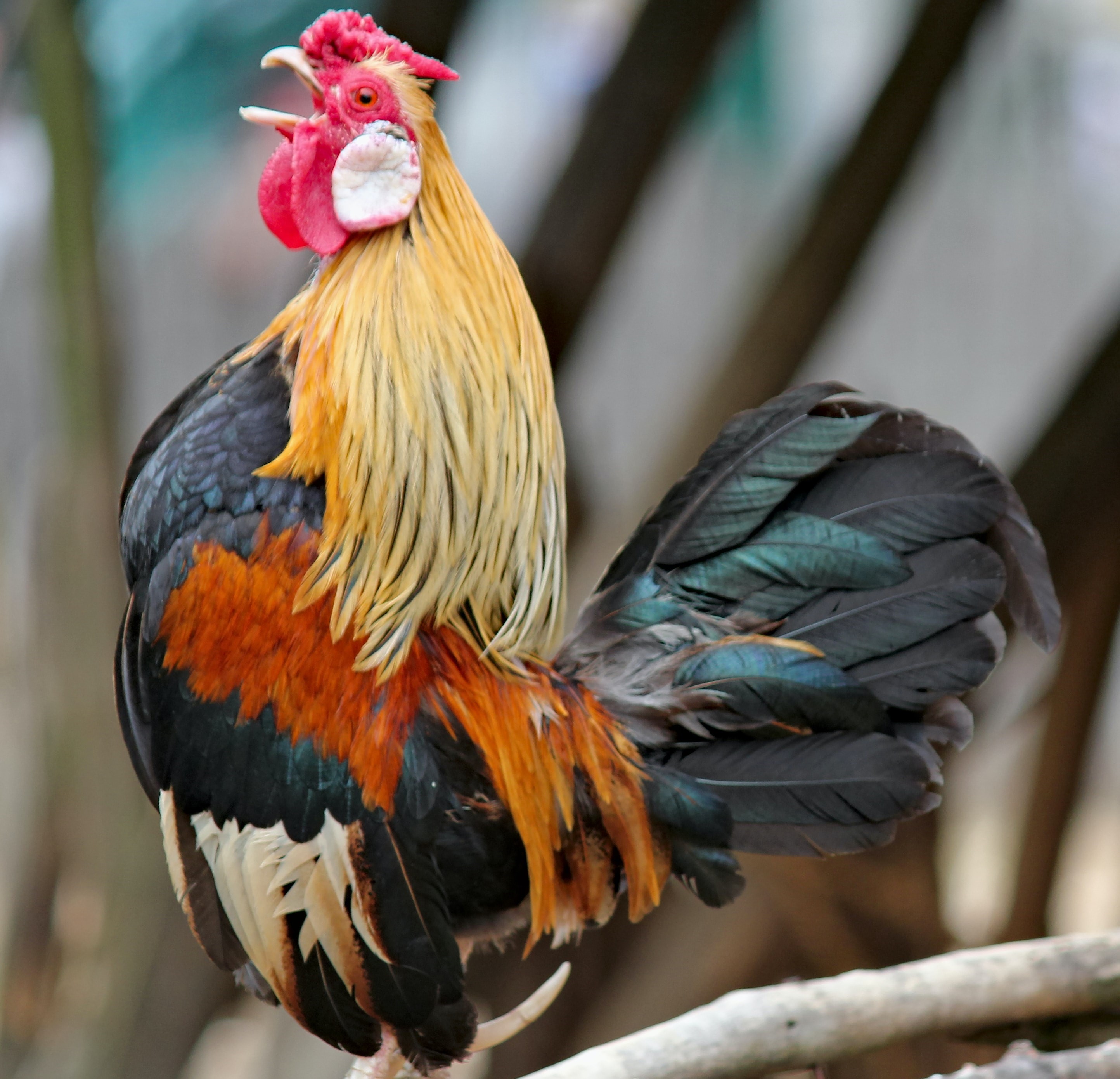 Picture of a rooster