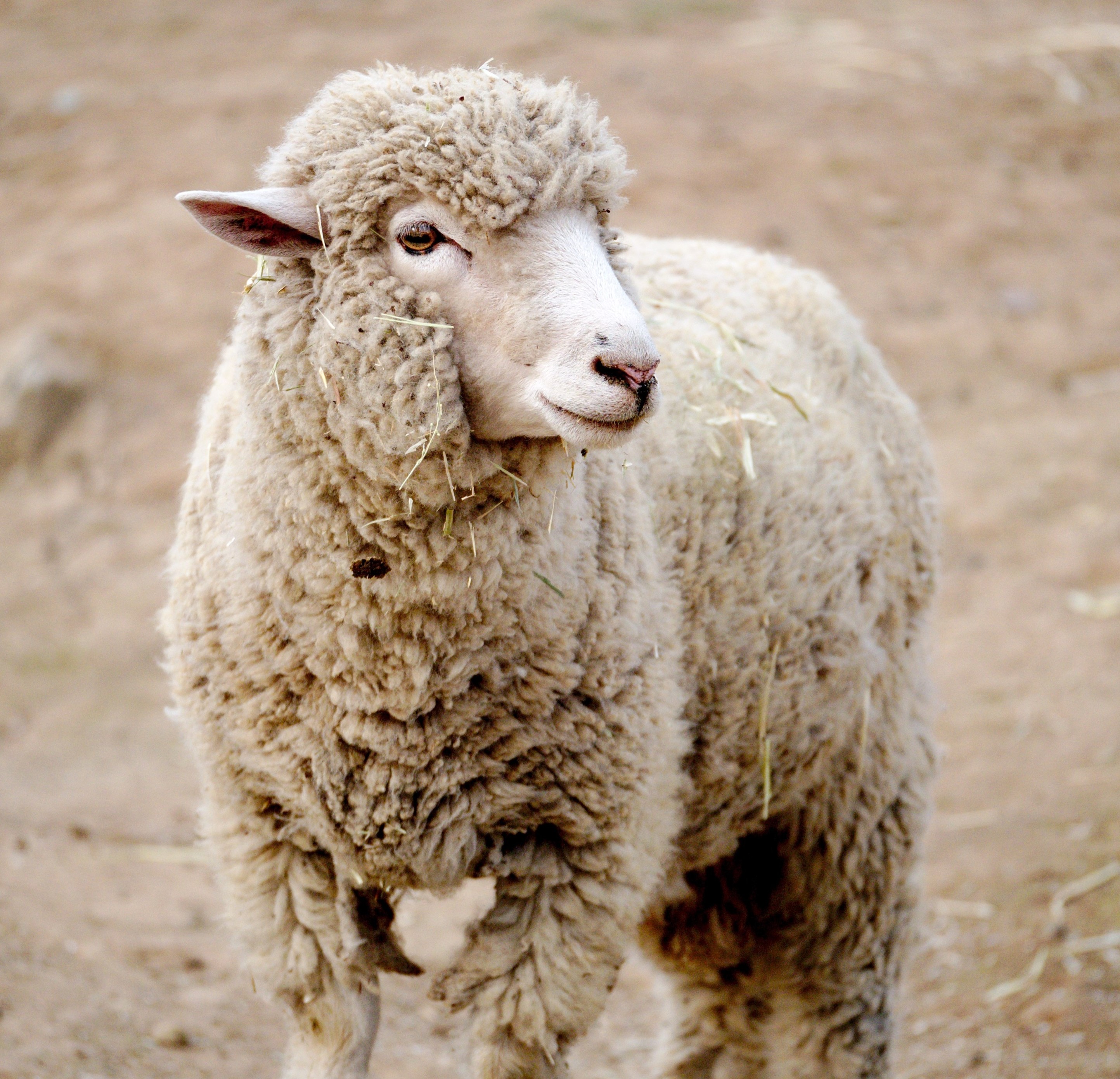 Picture of a sheep